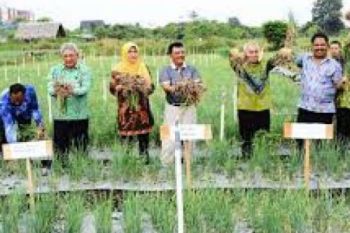 BALITSA: Waspadai Sayuran Pestisida Mengandung Racun