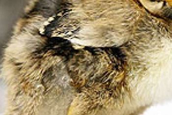  Harga Ayam Potong Di Pekanbaru Cenderung Stabil
