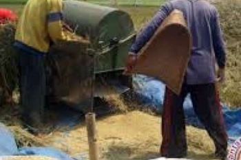 Bulog Dumai Penuhi Target Penyerapan Beras Petani