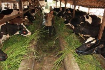 Kembangkan Ternak, Temanggung Tanggulangi Gangguan Reproduksi