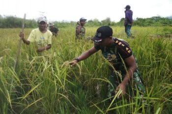 Babinsa Koramil Oksibil dampingi petani budidaya padi gogo