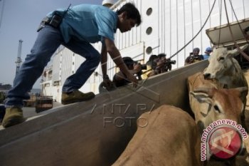 Kedatangan Sapi Impor