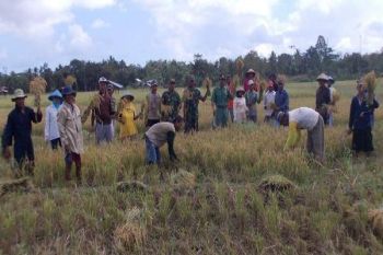 Koramil Salawati dampingi petani panen padi
