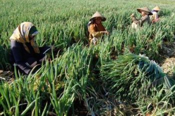 Diserang Jamur, Petani Tanaman Daun Bawang Merugi