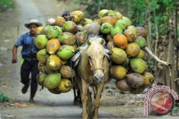 Alat Transportasi Kuda