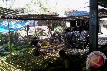 Harga Jual Tembakau Madura Dibawah BEP