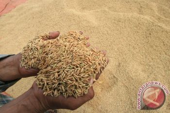 Bulog Pekalongan Serap 55.000 Ton Gabah Petani