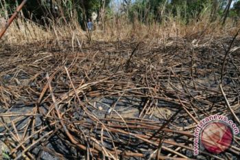Tebu Siap Panen Terbakar