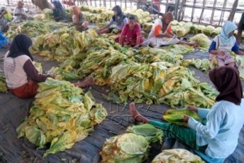 Temanggung Bangun Laboratorium Penelitian Tembakau