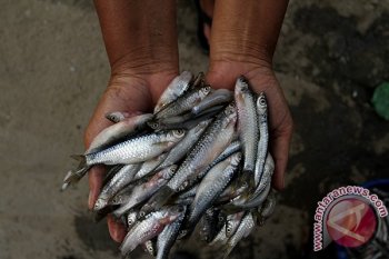 Ikan Depik Gayo