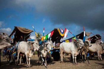 227 peserta ikuti Festival Gerobak Sapi 