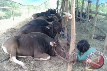 Palangka Raya Temukan 18 Hewan Tidak Layak Kurban 