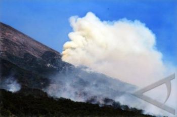 Hutan Lereng Slamet Terbakar, Perhutani Terjunkan Tim