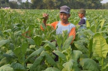 Bupati Temanggung: Petani Tembakau Jangan Boros
