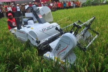 Kemarau, Boyolali Surplus Pangan 137 Ribu Ton