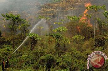 Hutan Perhutani Terbakar