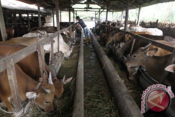 Penjual kesulitan pakan rumput