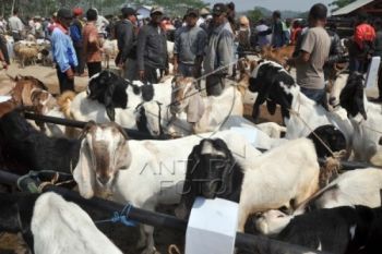 Harga Hewan Kurban Bergerak Naik