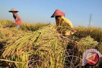 Ntb produksi padi 400.000 ton selama September 