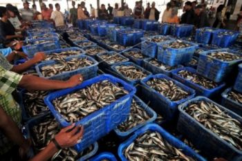 Masuki Musim Panen, Pelelangan Ikan di Cilacap Meningkat