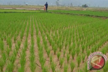 Pencapaian Target Produksi Padi Solok Selatan Terganggu Kemarau