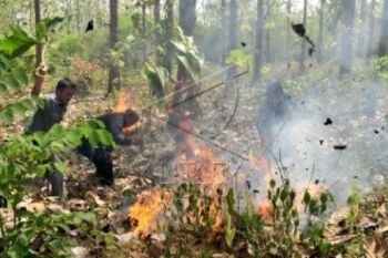 12 Hektare Hutan Jati Terbakar akibat Pembukaan Lahan