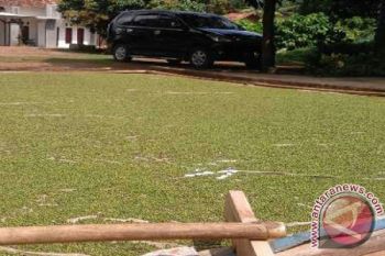 Petani lada Lampung Timur keluhkan harga rendah 