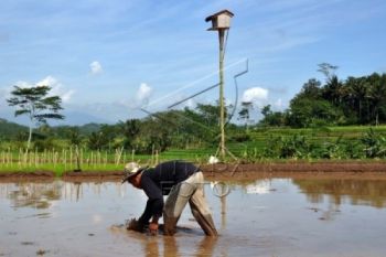 Temanggung Mengembangbiakkan Burung Hantu sebagai Predator