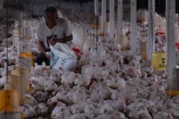 Pasokan Melimpah, Harga Ayam di Pekalongan Anjlok