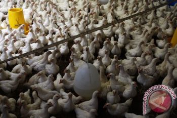 Harga Ayam Broiler di Pekalongan "Terjun Bebas"
