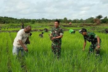 Kodim 1711/BVD bantu petani semaikan padi