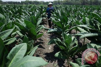 Harga Tembakau Anjlok
