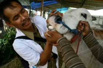 Jelang Idul Adha, Temanggung Periksa Kesehatan Hewan Kurban