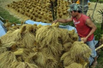 Sektor Pertanian Purbalingga Sumbang PDB 30 Persen