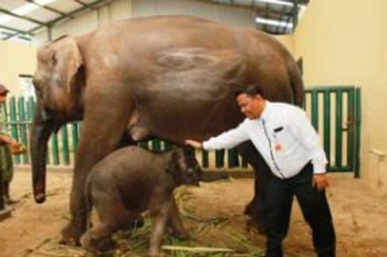 TSI Kembangkan Orang Tua Asuh Satwa