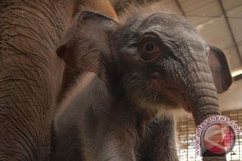 Taman Safari Kembangkan Program Orang Tua Asuh Satwa