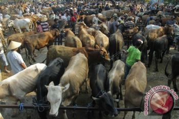 Jelang Idul Adha,  Harga Sapi di Temanggung Naik Rp2,5 Juta