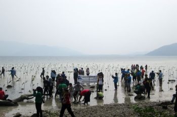 Gerakan Tanam Bakau di Pesisir Pesawaran Lampung