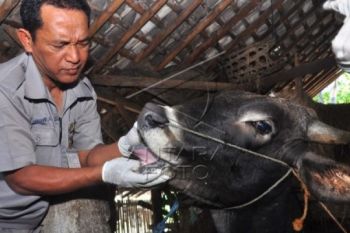 Tak Sekadar Cari Untung, Pedagang Ternak Diminta Perhatikan Kualitas