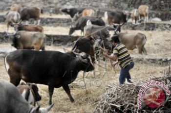 SAPI QURBAN
