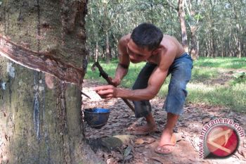 Harga getah karet di Lampung turun