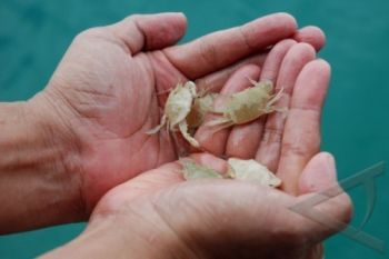 Puluhan Ribu Benih Rajungan Ditebar di Segara Anakan