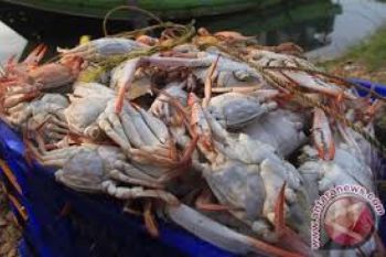 Penguatan Dolar Tak Pengaruhi Pendapatan Nelayan Rajungan
