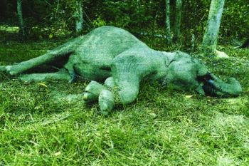 Balai TNBBS: Kematian Gajah "Yongki" Sedang Diselidiki