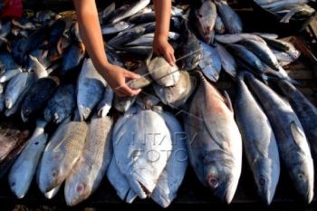 Pasokan Langka, Harga Ikan di Pekalongan Naik
