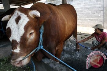 Presiden Jokowi Kurban Sapi Ongol 857 Kg di Gunung Kidul