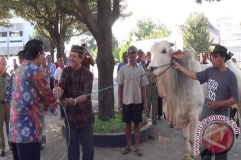 Presiden Jokowi menyumbang hewan kurban sapi "PO"