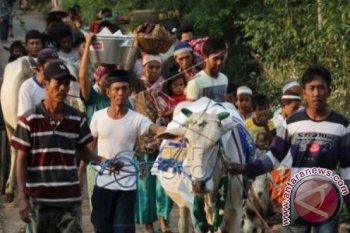Tradisi Mantenan Sapi Kurban