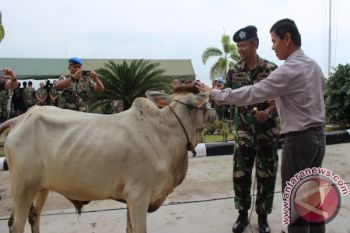Pelindo Serahkan Bantuan Sapi Kurban