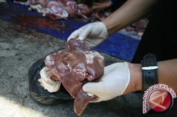 Cacing Hati Ditemukan Tim Kesehatan Kurban Kota Mataram